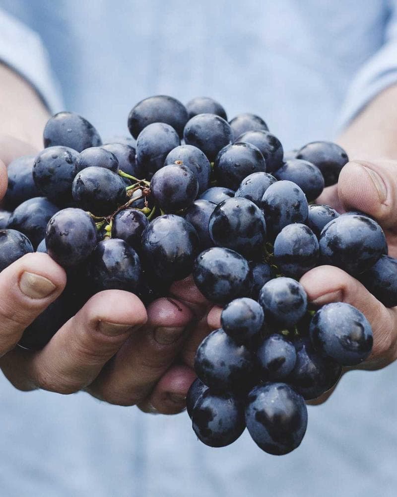 Molecular Gastronomy Workshop